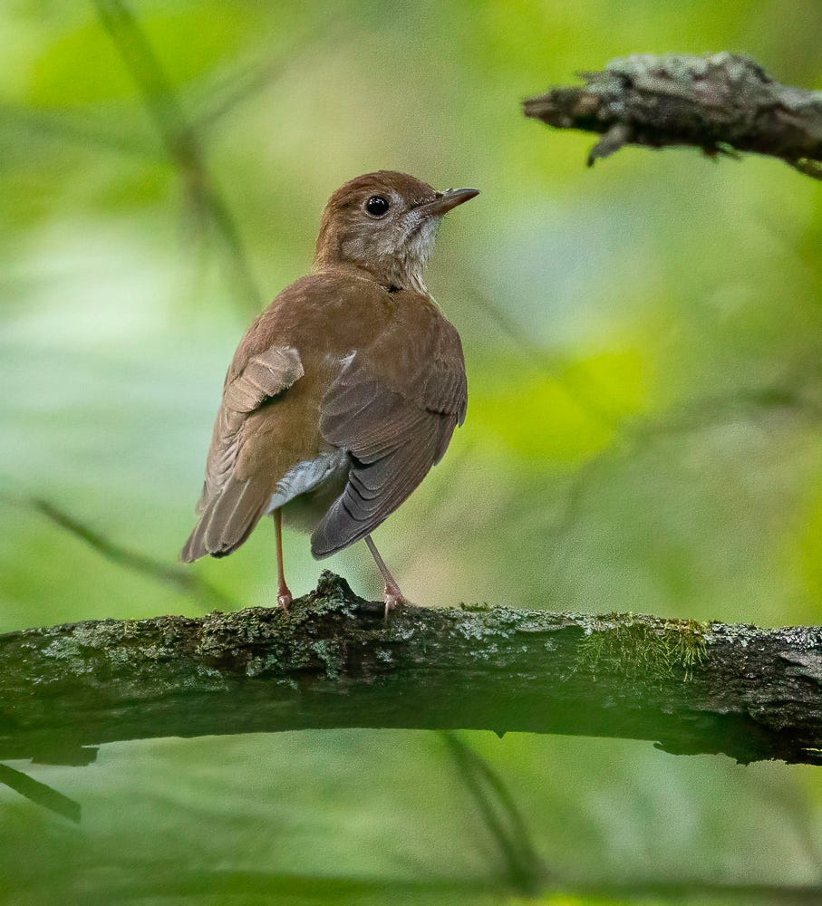 Veeries Predict Hurricanes. An ornithologist in Delaware has been… by