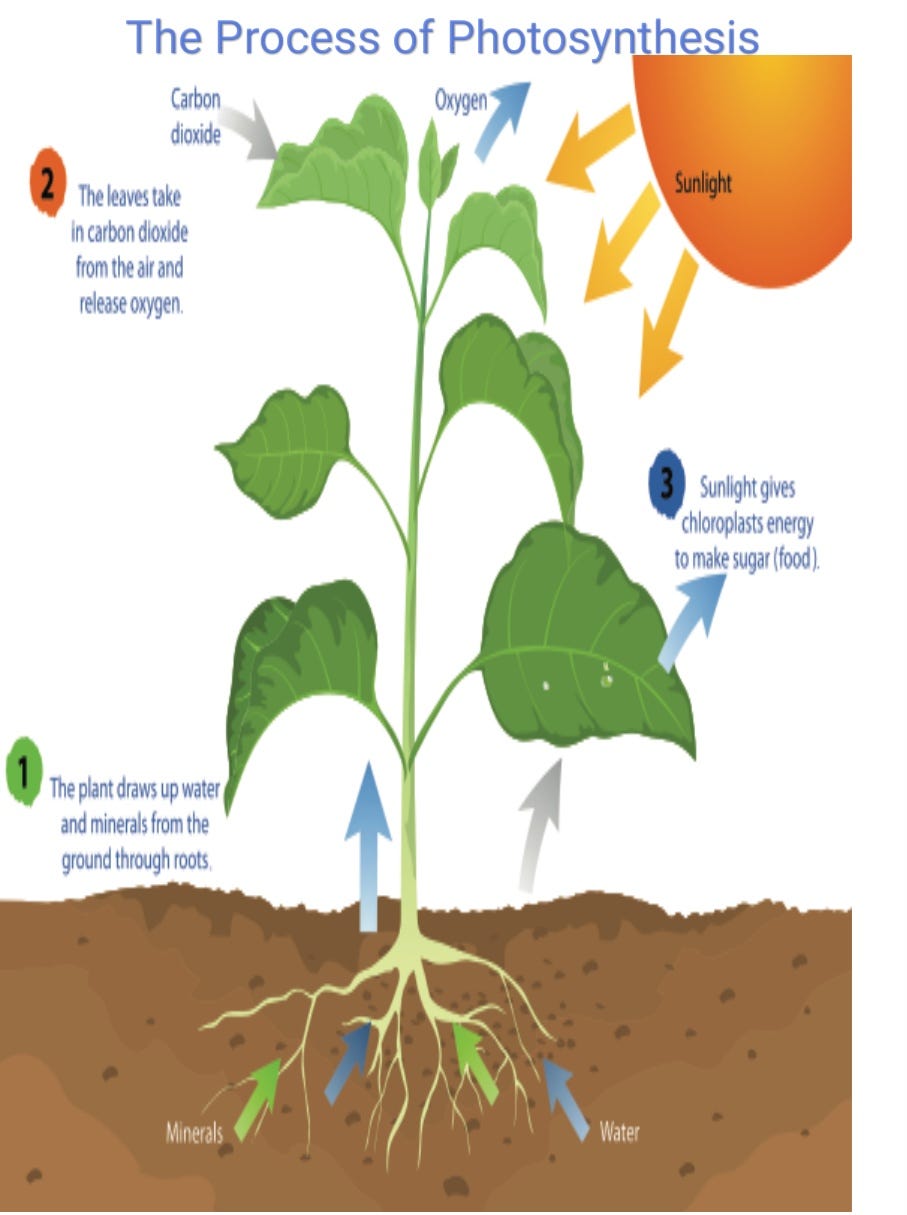 The Process of Photosynthesis. Plants need food to respire, grow and