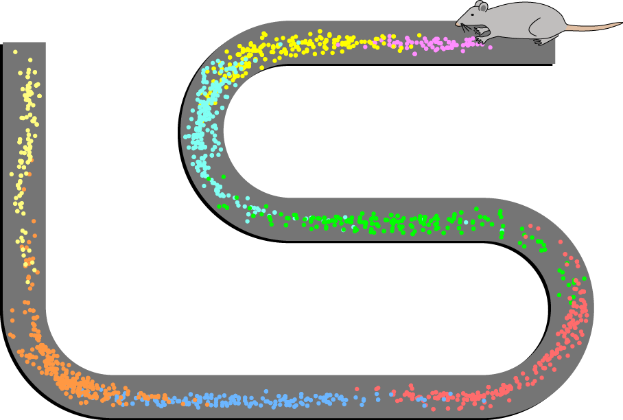 The colour-coded dots in this representation show how specific place cells fire in different places according to the rat’s location along the track. | Credit: Stuart Layton