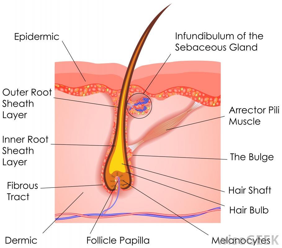 Hair Science. What really makes up hair? What makes… | by Kimberly Harkins  | Medium