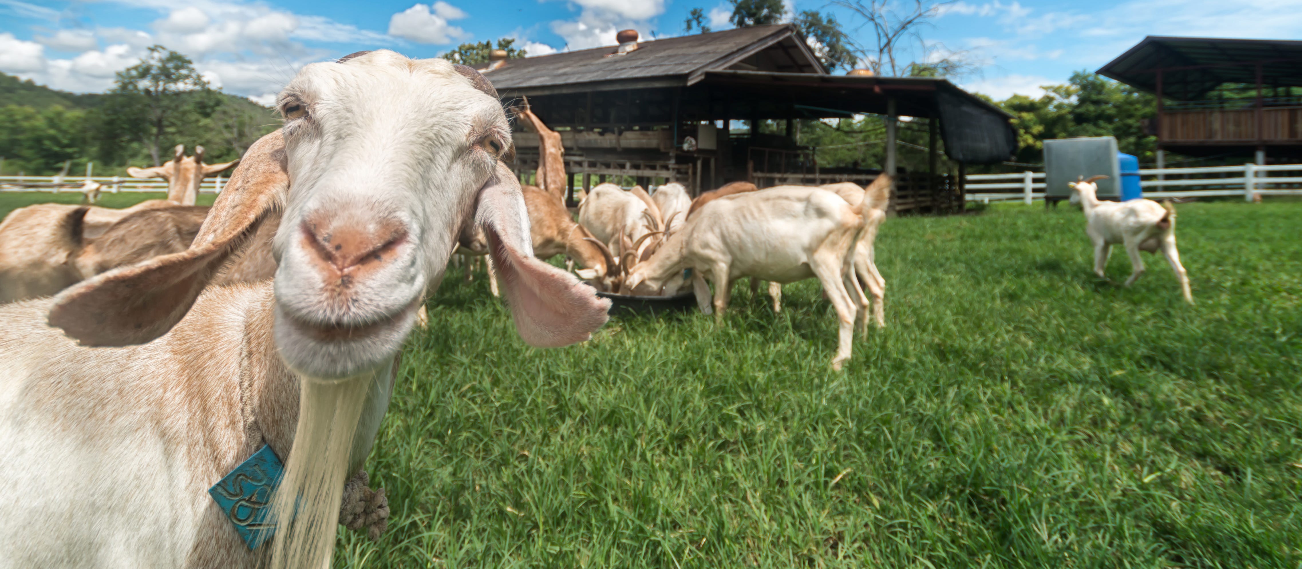Labor Unions Are Now Filing Grievances Against Goats, Brittany Hunter, by  FEE.org, FEE.org