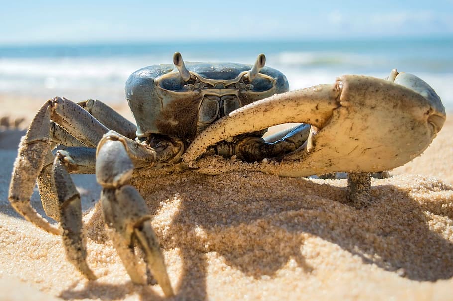 Robert Degle’s Robert Degle’s Crab Attack Instructional (蟹剪)