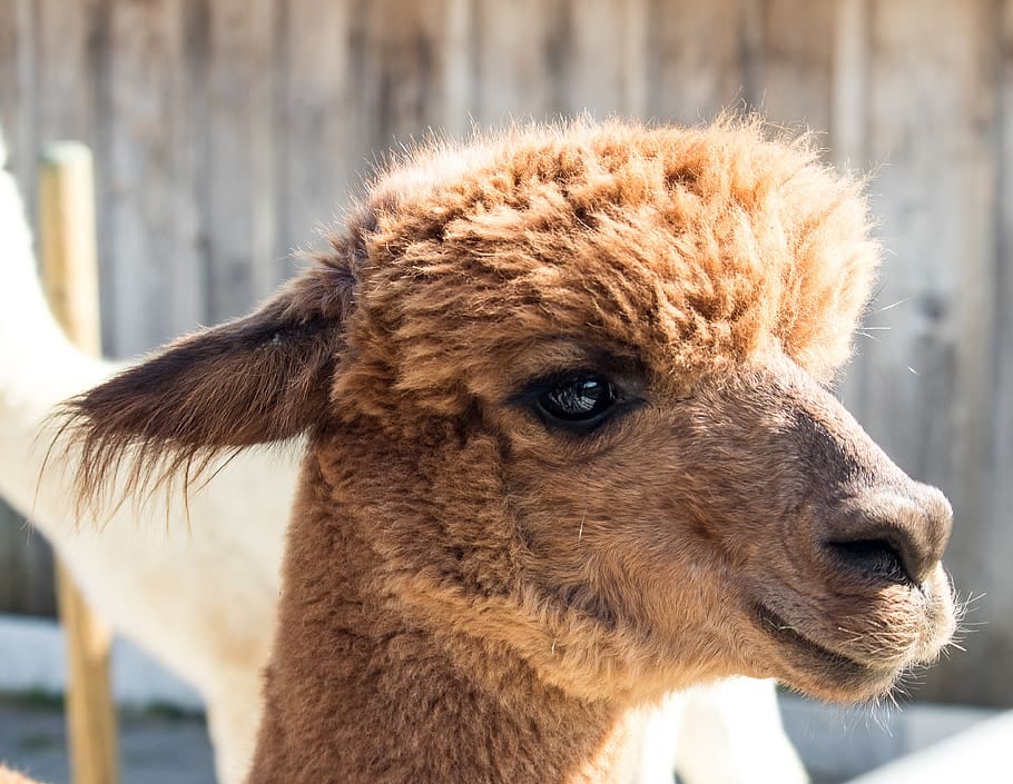 Alpaca Shaving Tips by Shaving for Men Jun, 2023 Medium