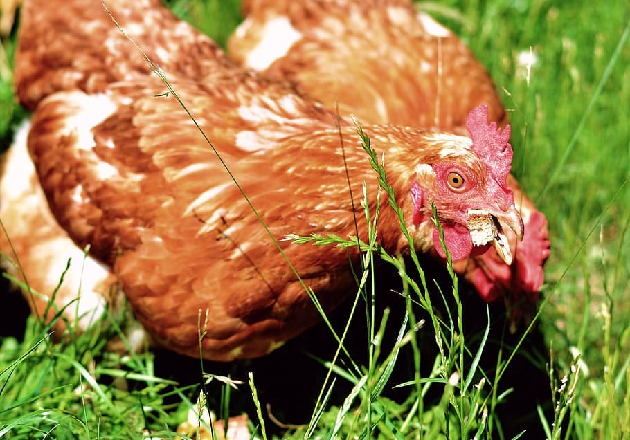 The Benefits and Basics of Raising Chickens in Your Backyard by SB