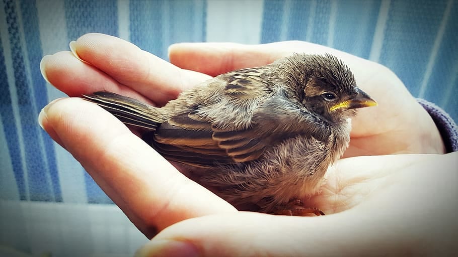 The Little Sparrow’s Song: A Tale of Hope and Friendship | by ...