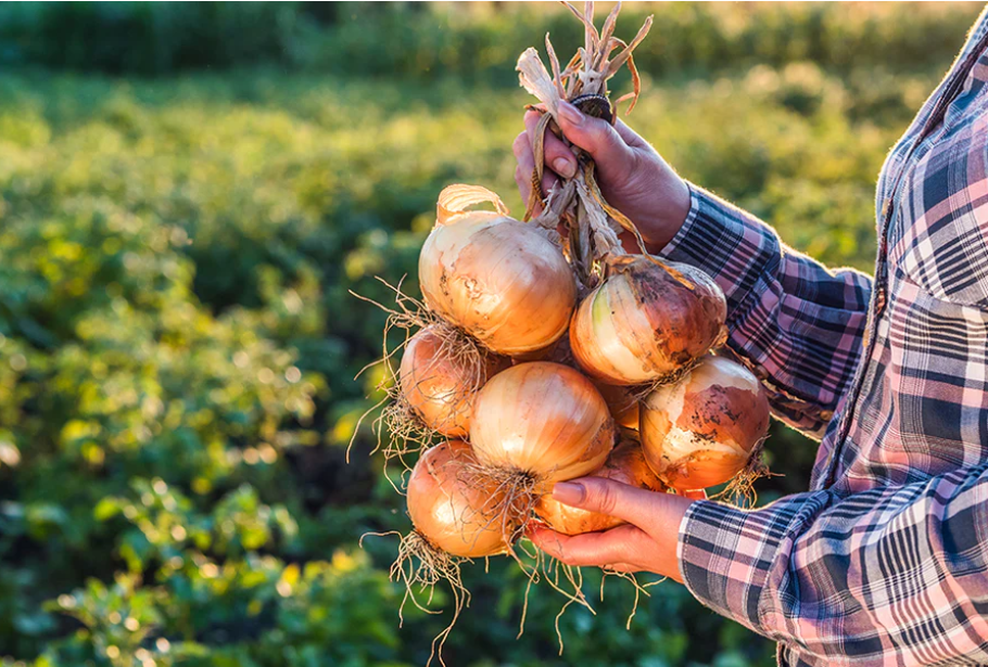 Onion Benefits for Men. The Health Benefits of Onions for Men by Mars