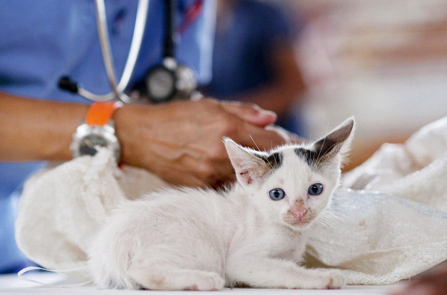 10 Ways To Reduce Stress For Your Cat When Visiting The Vet 