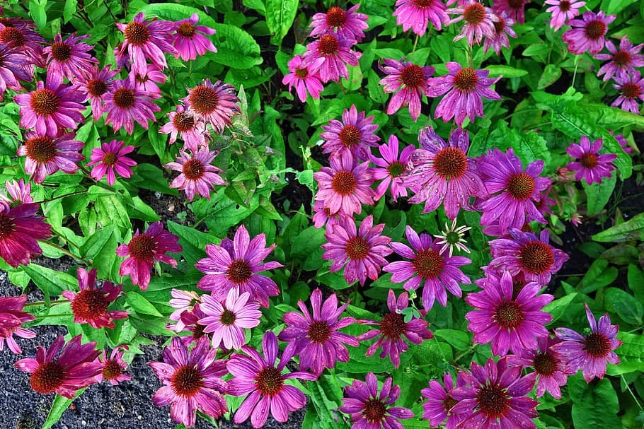 Echinacea Benefits For Health. Echinacea, a flowering plant belonging