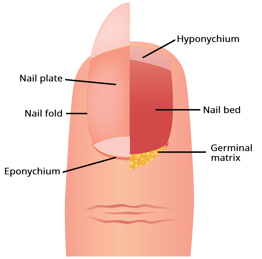 Human Anatomy Nail. Check out more at… by My Biology Experience Medium