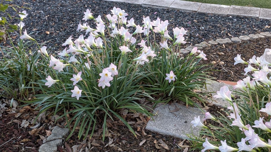 Fleeting Beauty — a Metaphor for Life