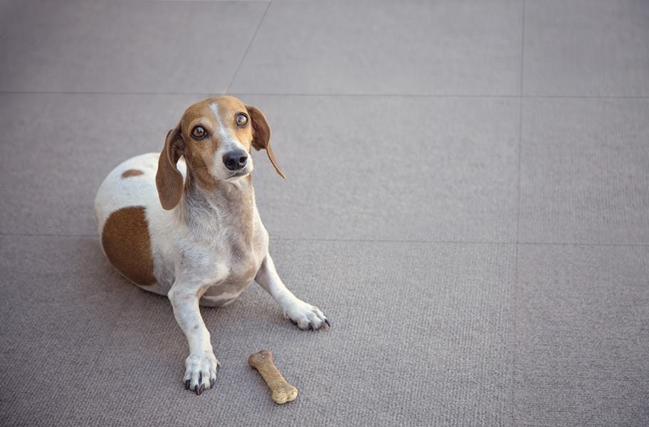 WHAT’S THE BEST FLOORING FOR DOGS? by Victoria Owens Medium