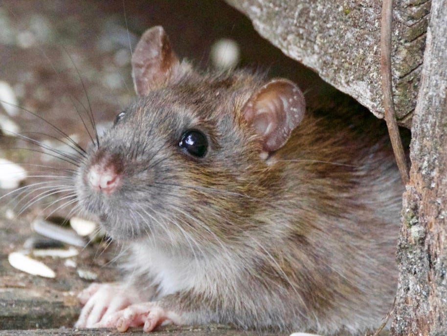 WOOD RAT. He was about four days old The size of… by Maureen WOOD RAT. He was about four days old The size of… by Maureen