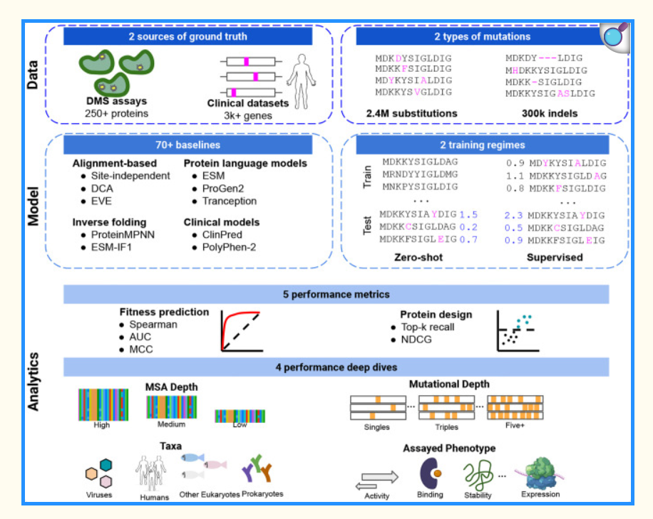 ProteinGym is comprised of three layers. The data layer encompasses two complementary ground truth labels from DMS assays and clinical annotations from experts. For both, we analyze two types of mutations: substitutions and indels. The model layer is comprised of a diverse set of baselines, tailored to both zero-shot and supervised training regimes. Lastly, the analytics layer includes several performance metrics geared towards fitness prediction or protein design evaluation. Different segmentation variables (e.g., MSA depth, assayed phenotype, taxa) facilitate the comparisons of models across diverse settings