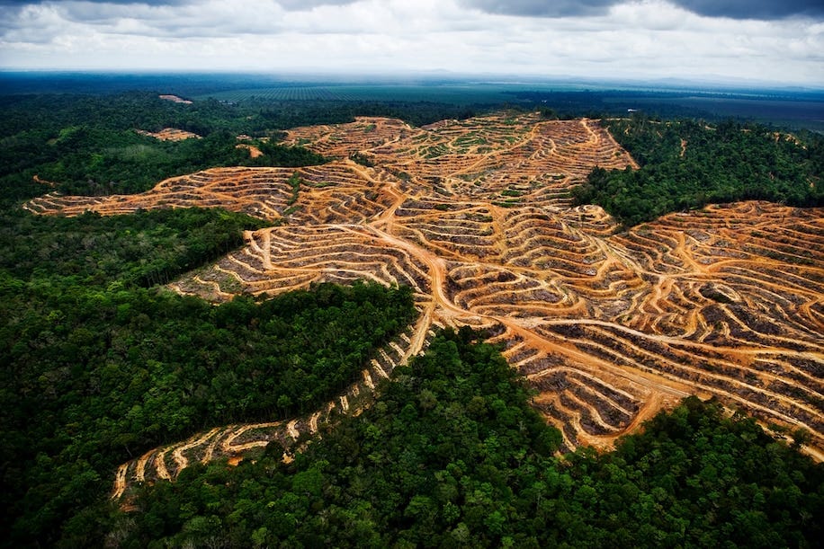 Why Palm Oil? – The Good, The Bad and the Sustainable