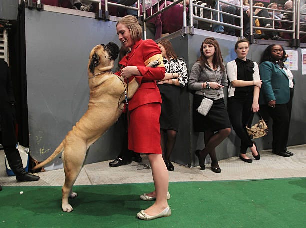 They’re Wearing What? Dog Show Handlers Edition