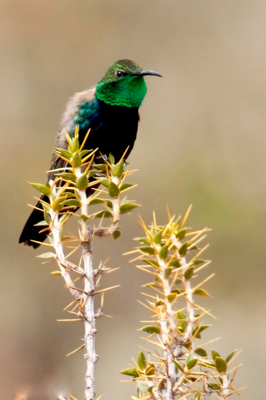 Black-breasted hillstar (Oreotrochilus melanogaster), is native to high-altitude mountain scrub at altitudes of 3,500 to 4,400 metres in the Andes of central Peru. (Image courtesy of Dubi Shapiro.)