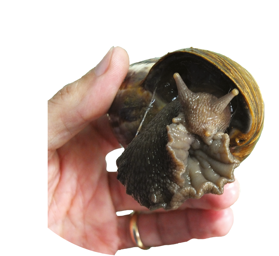 Asignatura pendiente