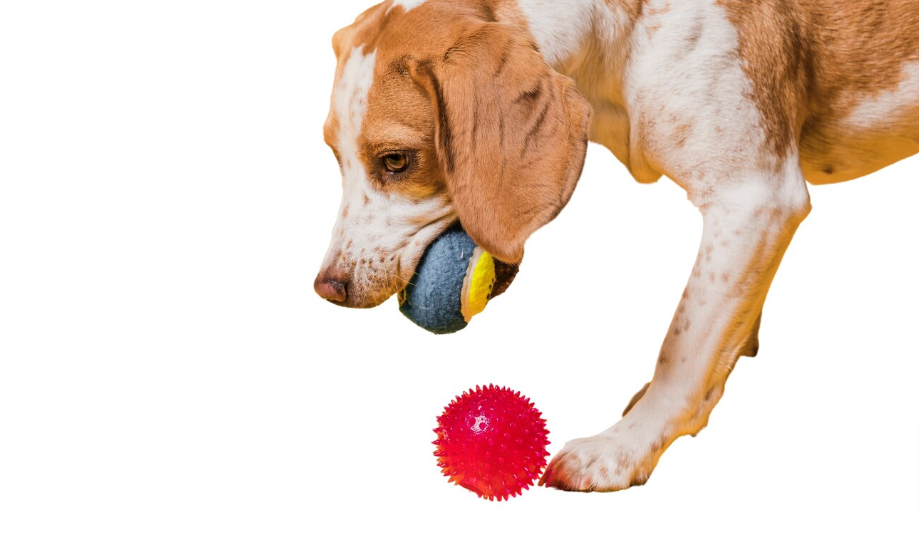 Is playing with toys exercise for dogs?, by Howard Paul