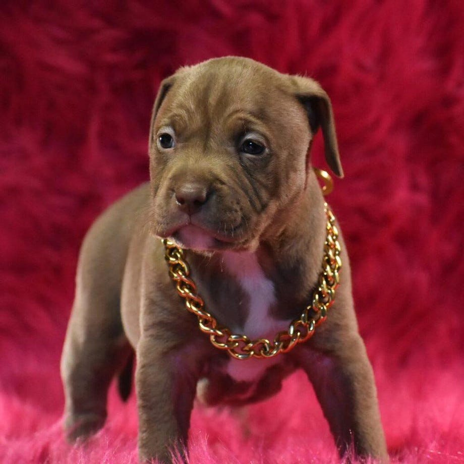 What to Think About When Buying an American Bully? by Pitbulbullies