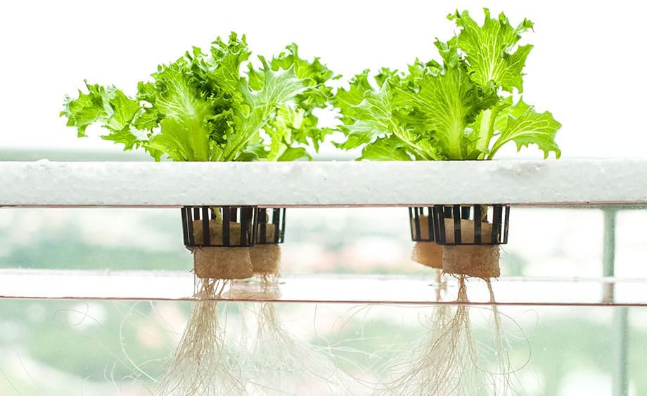 What Is Hydroponics? A Simple Explanation for Beginners