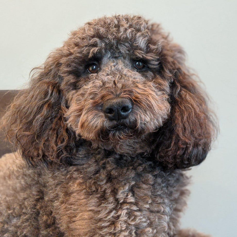 Optimal Wellness Exploring Guelph’s Chiropractic and Osteopathic Care