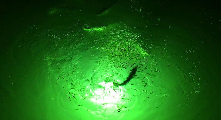 The Benefits of LED Underwater Boat Lights for Night Fishing, by Green  Glow Dock Light LLC