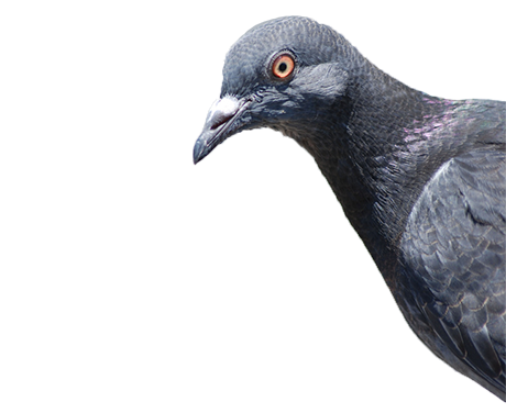 Pigeon01