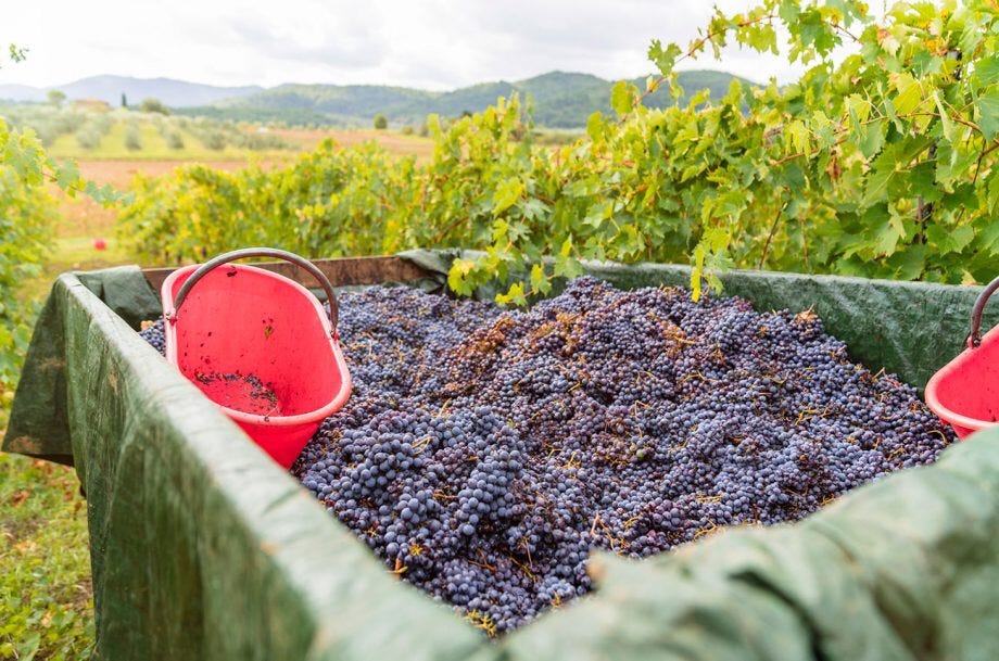 Wine Enthusiast Definition, History, Varieties, & Facts by