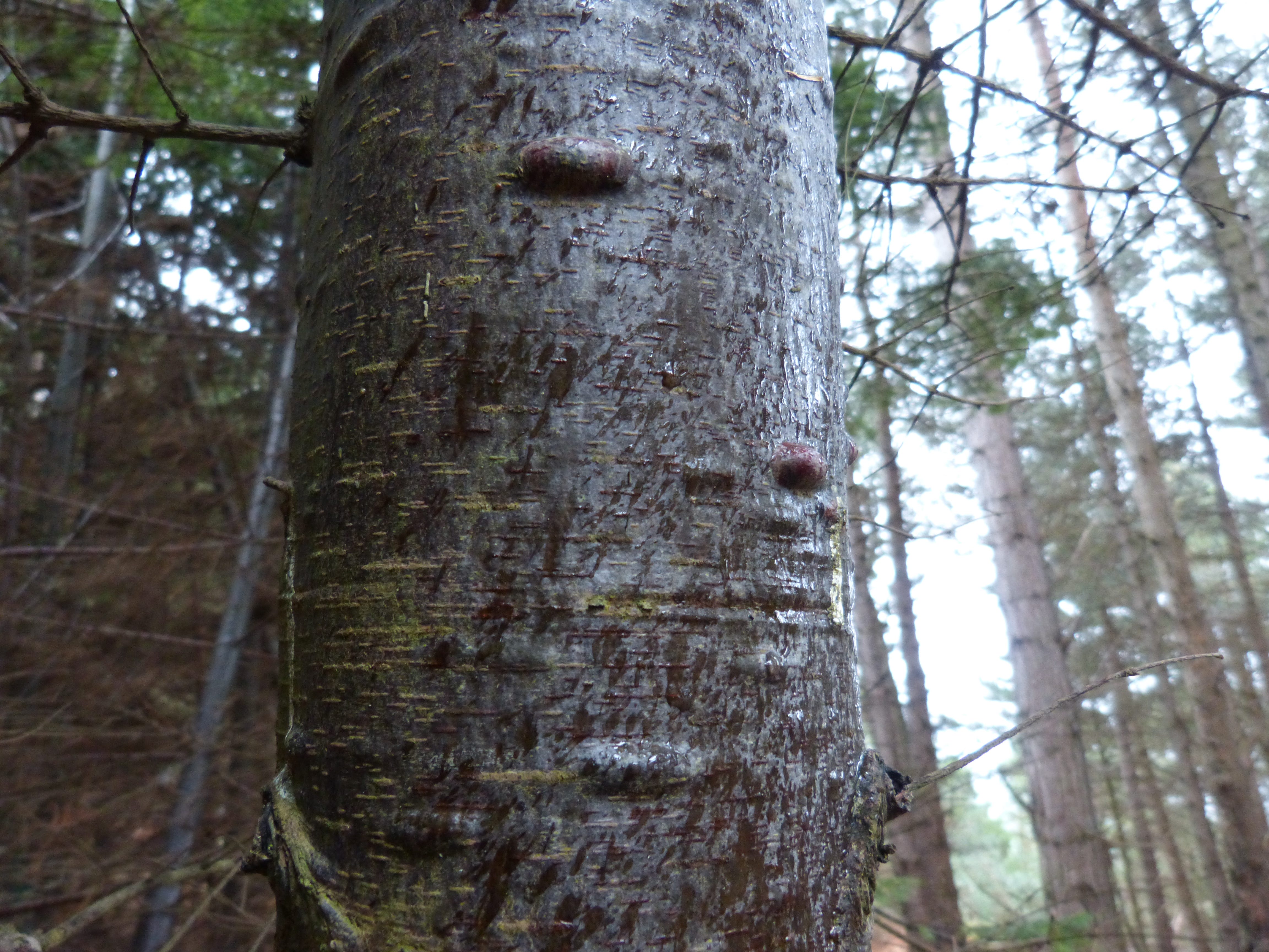 Bark (botany) - Wikipedia