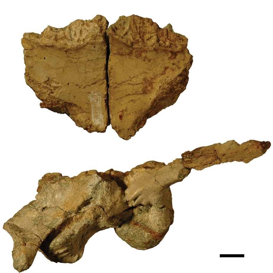 The Dinosaurs of Transylvania — lost world of Europe