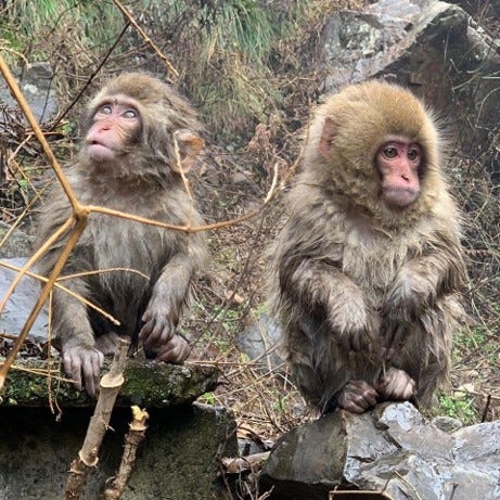 Experiencing the Hot Spring Spa Loving Snow Monkeys of Japan | by
