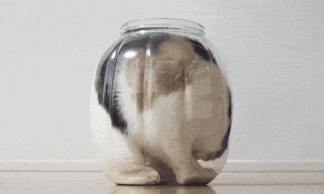 a cat swirling in a large glass jar