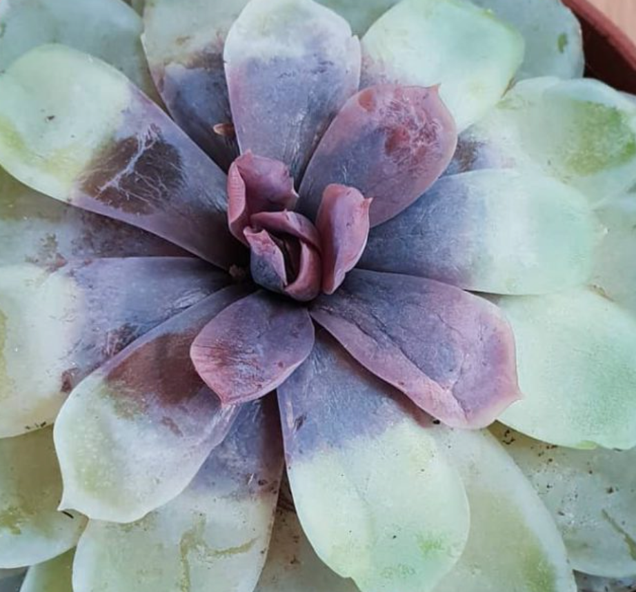 First Reason! Why My Succulents are dying? The Green Focus Medium