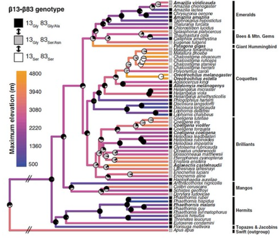 Figure 4. Ancestral state estimates for β13 and β83 in hummingbirds. Pie diagrams at the nodes indicate the probability of each genotype based on a stepwise, single-rate maximum-likelihood model with two reversible transitions, as indicated in the inset diagram. Terminal branches of the phylogenetic tree are color-coded according to the upper limit of the species’ elevational range, and internal branches are color-coded based on maximum-likelihood estimates of the ancestral states. (doi:10.1073/pnas.1315456110)