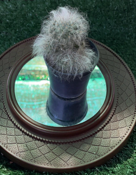 The Soft Guardian on My Windowsill: How a Fuzzy Cactus Became My