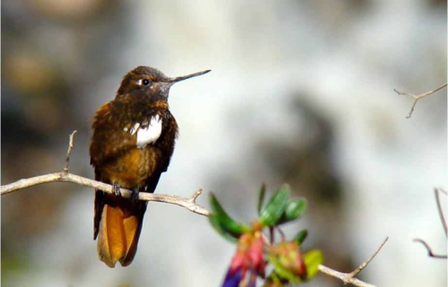 One of the highest of high-altitude hummingbirds included in this study, the white-tufted sunbeam (Aglaeactis castelnaudi), is native to high-altitude moist montane forests and shrubland in the Peruvian Andes. (Image courtesy of David Ocampo.)