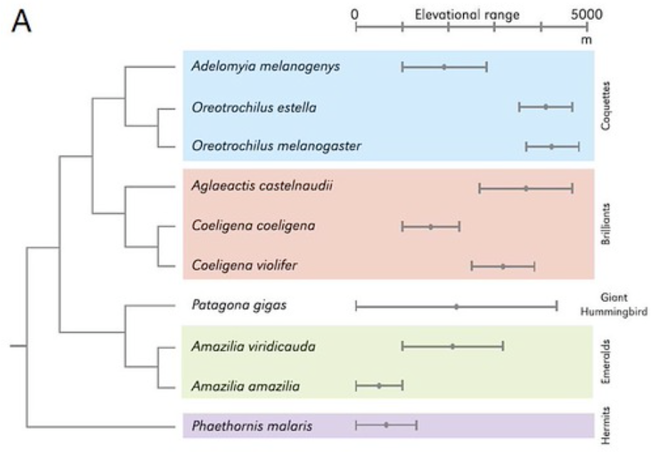 Figure 1A. Phylogenetic relationships and elevational distributions (ranges and midpoints) of 10 hummingbird species included in the analysis of Hb function. (doi:10.1073/pnas.1315456110)