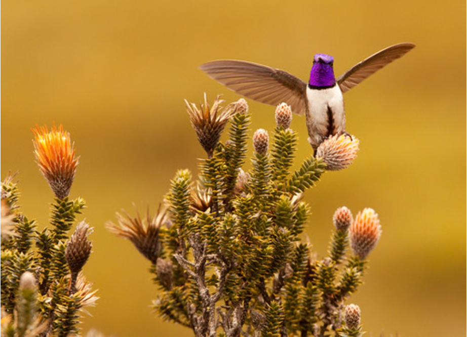 Ecuadorian hillstar (Oreotrochilus chimborazo), is native to high-altitude mountain grassland between 3500 and 5200 meters in the Andes Mountains of Ecuador. (Image courtesy of Dubi Shapiro.)