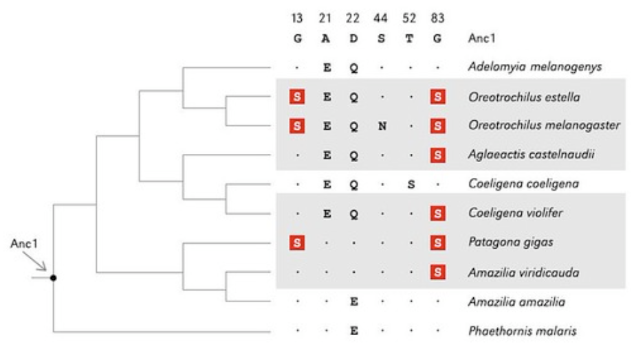 Figure 2. Variable residue positions in a multiple alignment of hummingbird βA-globin sequences. The estimated sequence for the common ancestor of hummingbirds (Anc1) is included for comparison, and derived Ser residues at β13 and β83 are shown in red boxes. High-altitude species with maximum elevational ranges of >3,000 m are denoted by shading. Sequences represent the most common haplotypes for each species. (doi:10.1073/pnas.1315456110)