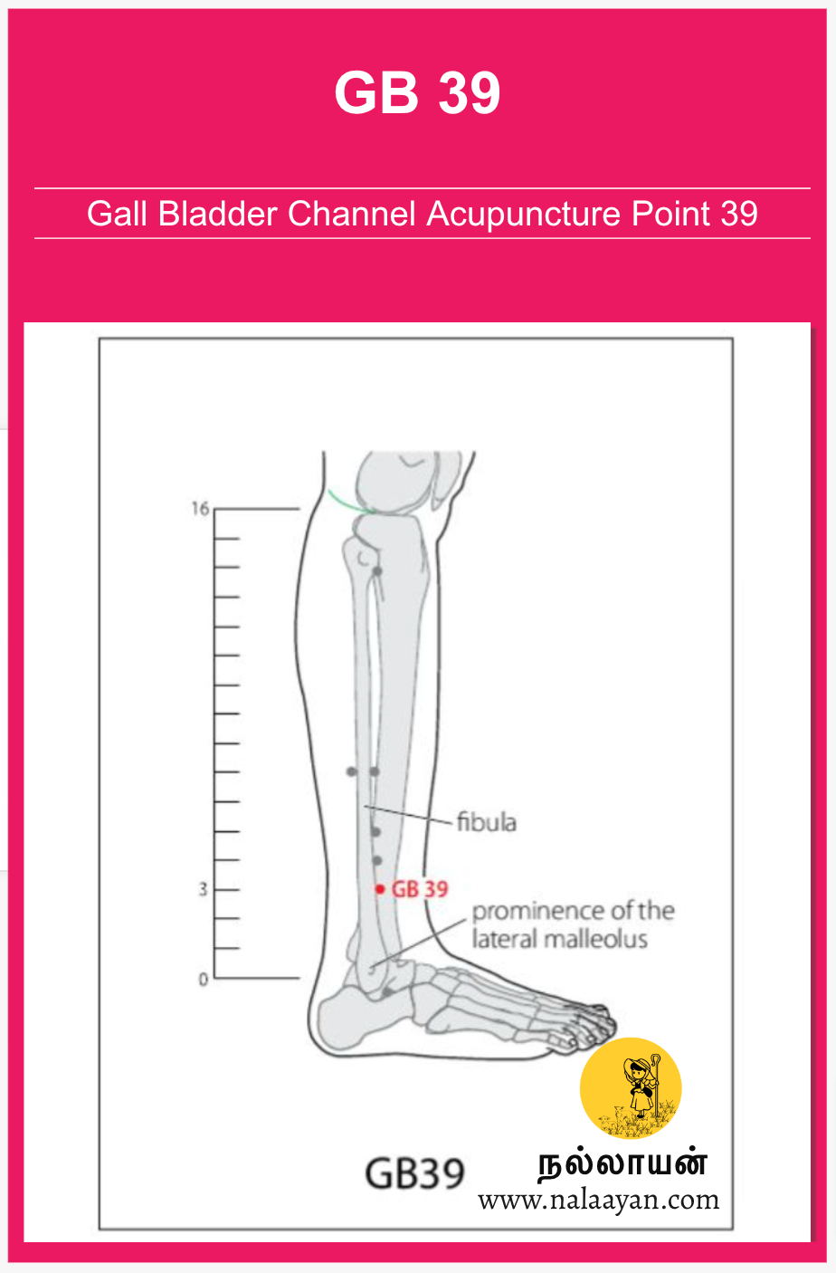GB 39 Acupuncture Point The Good Shepherd Medium