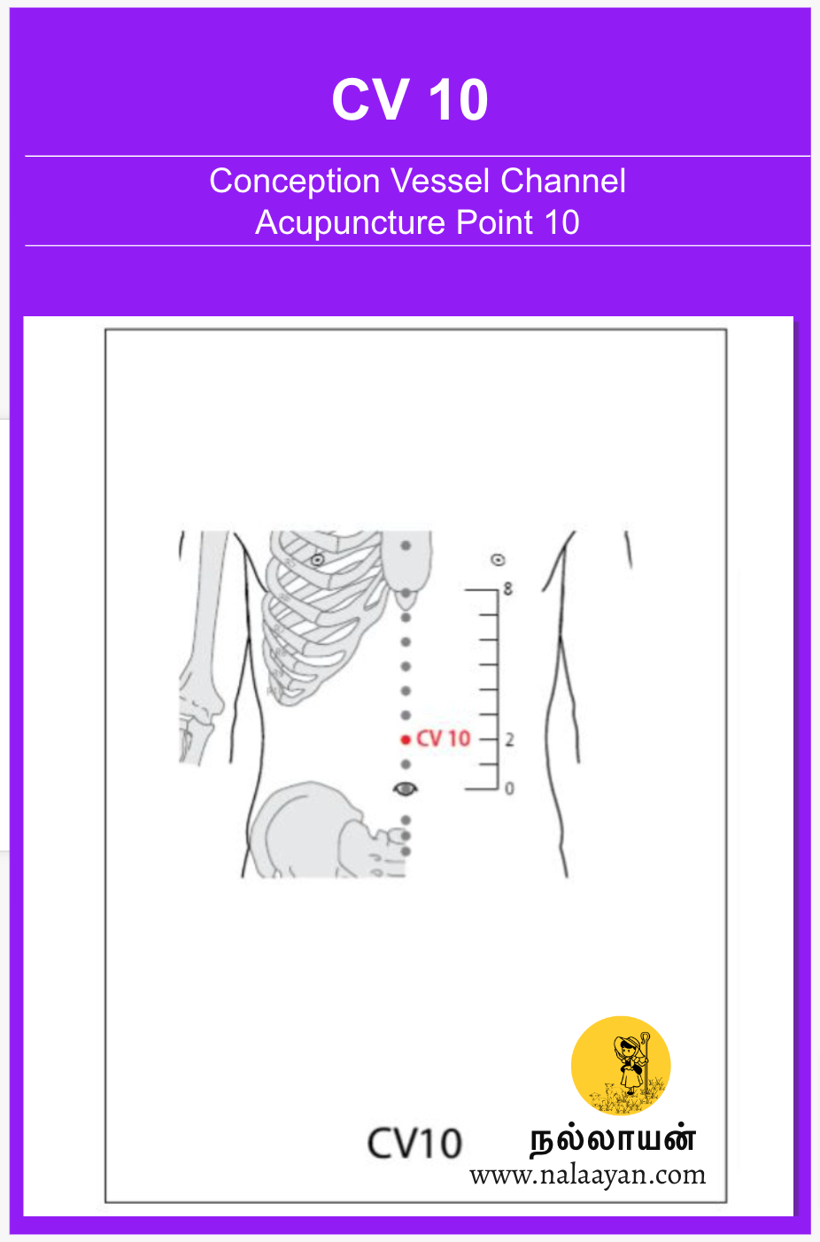 CV 10 Acupuncture Point - The Good Shepherd - Medium