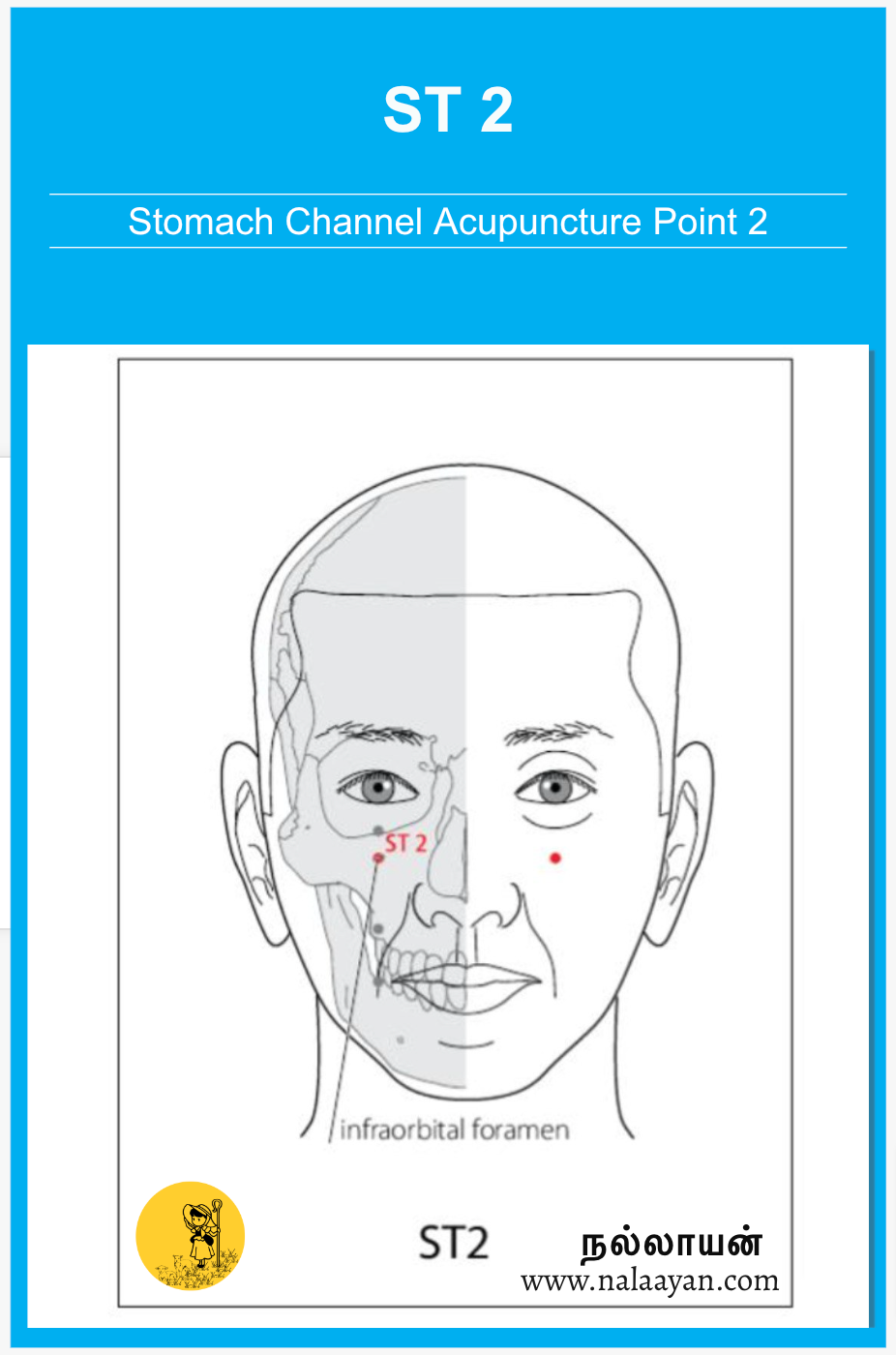 ST 2 Acupuncture Point - The Good Shepherd - Medium