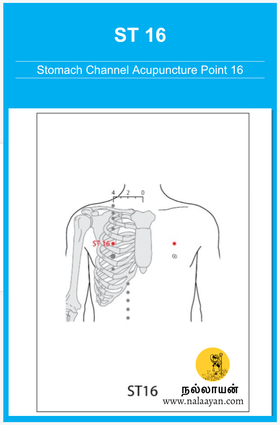 St 16 Acupuncture Point The Good Shepherd Medium