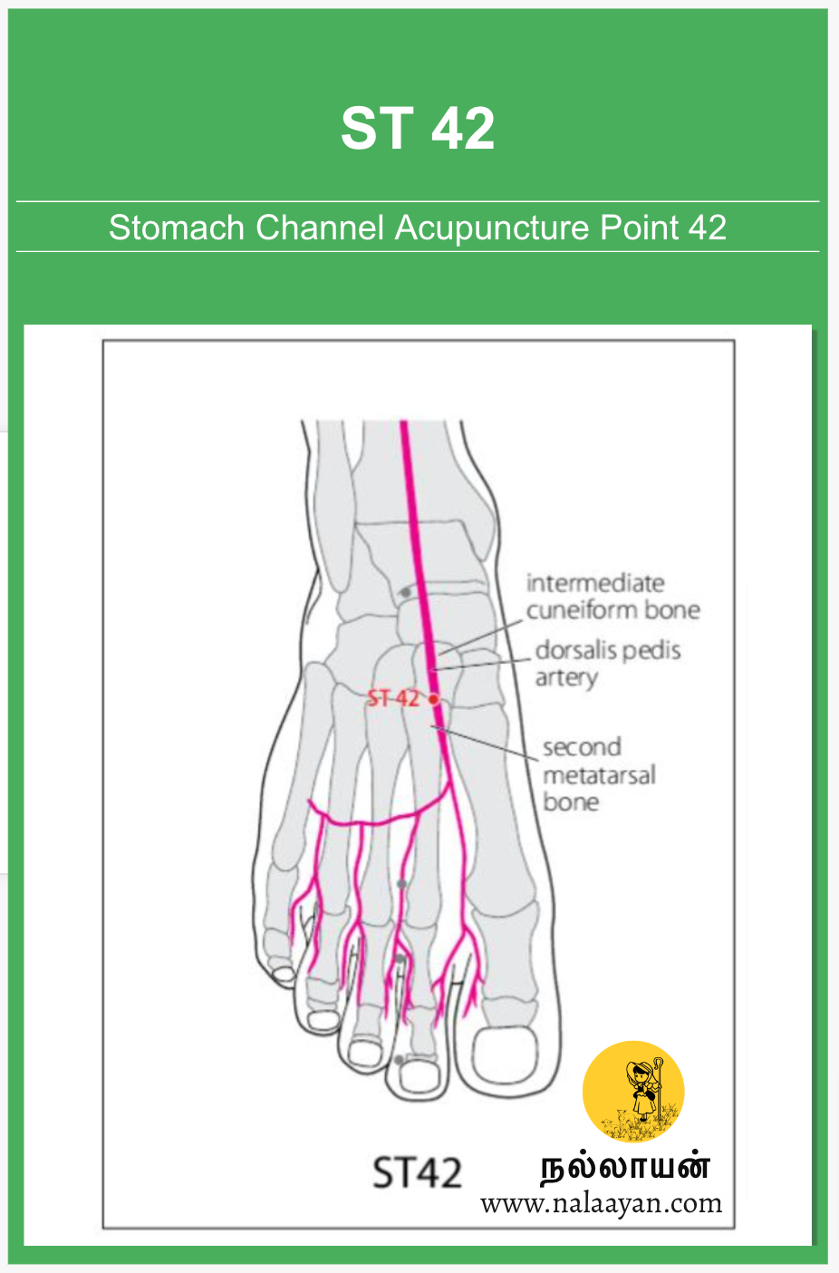 ST 42 Acupuncture Point - The Good Shepherd - Medium