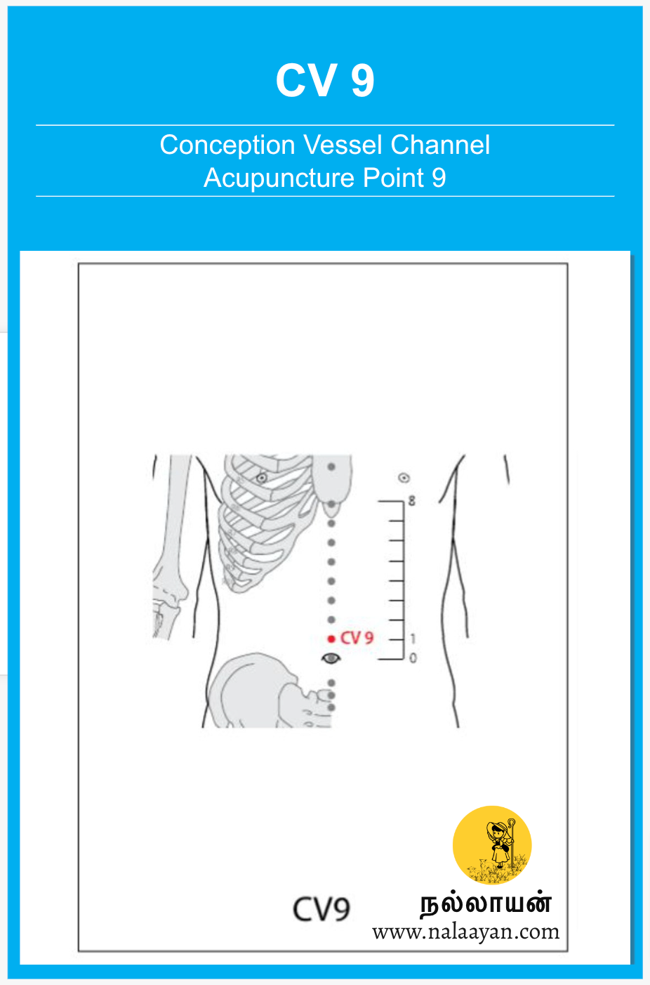 CV 9 Acupuncture Point - The Good Shepherd - Medium