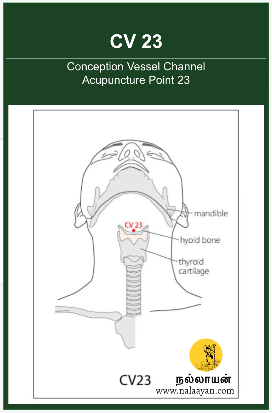 CV 23 Acupuncture Point - The Good Shepherd - Medium