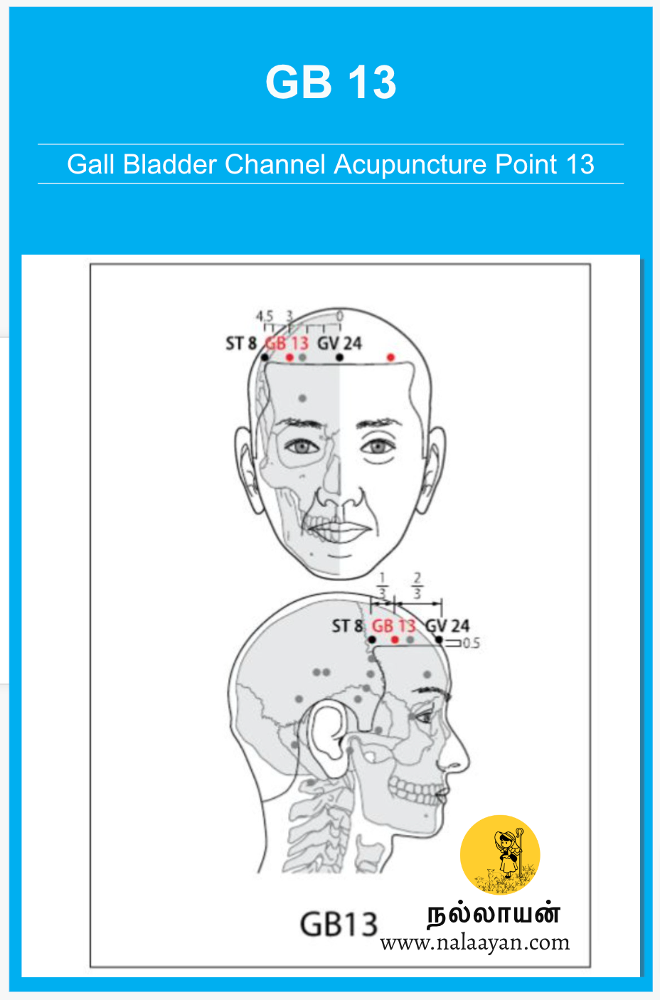 GB 13 Acupuncture Point - The Good Shepherd - Medium