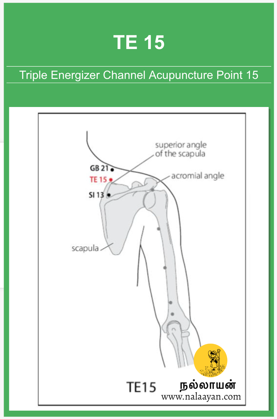 TE 15 Acupuncture Point - The Good Shepherd - Medium