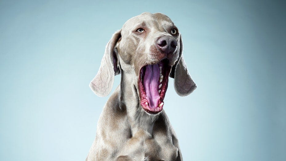 People Who Don’t Yawn When Others Do Are More Likely To Be Sociopaths