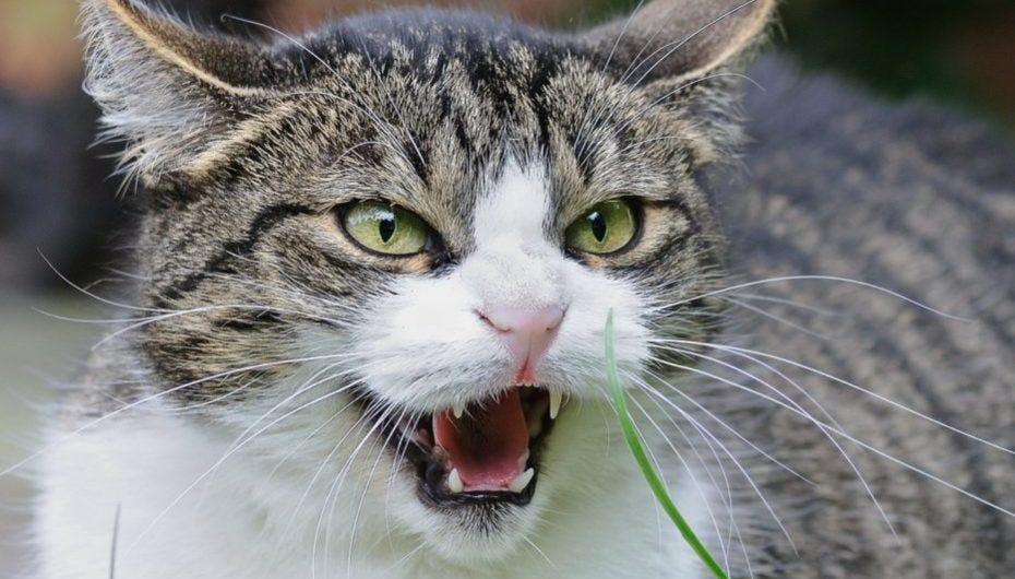 How to Solve Behavior Problems in Cats by Nouridinmelo Medium